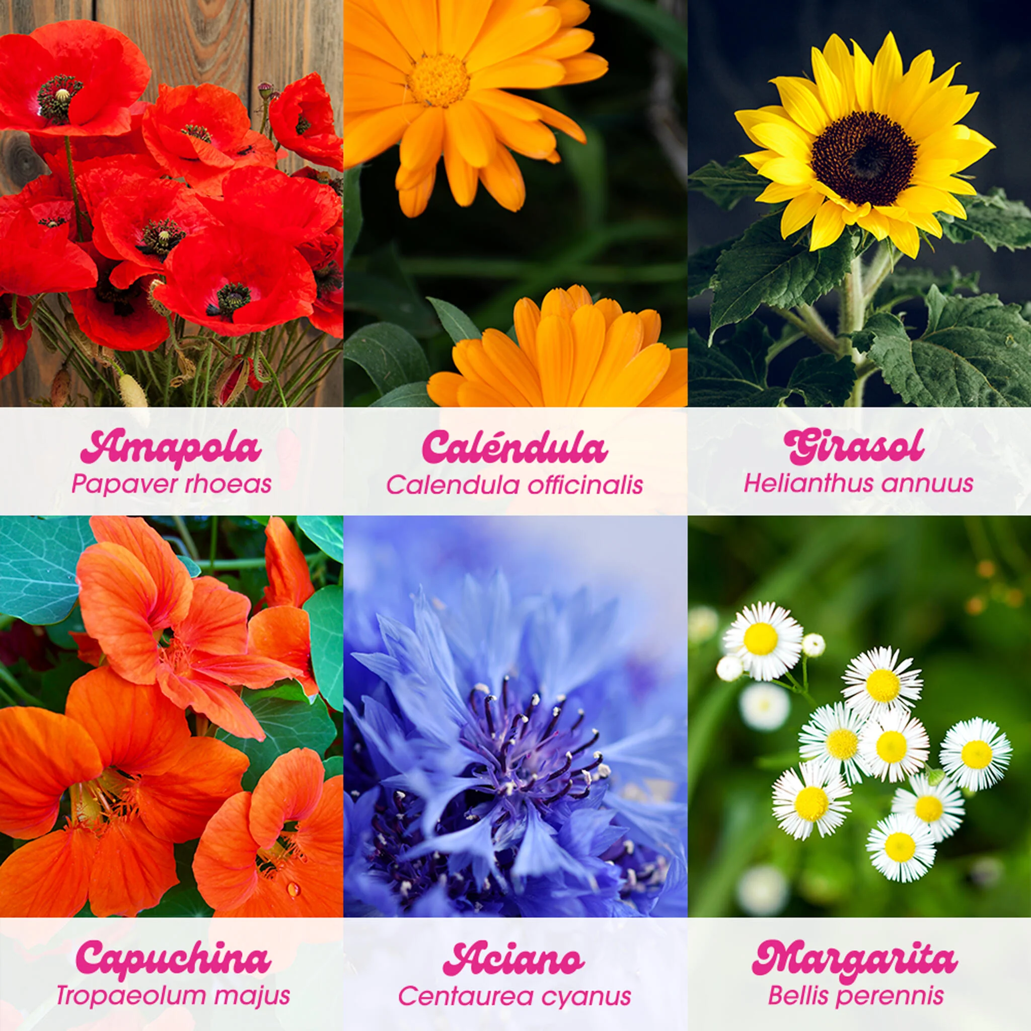 Imagen del producto 5