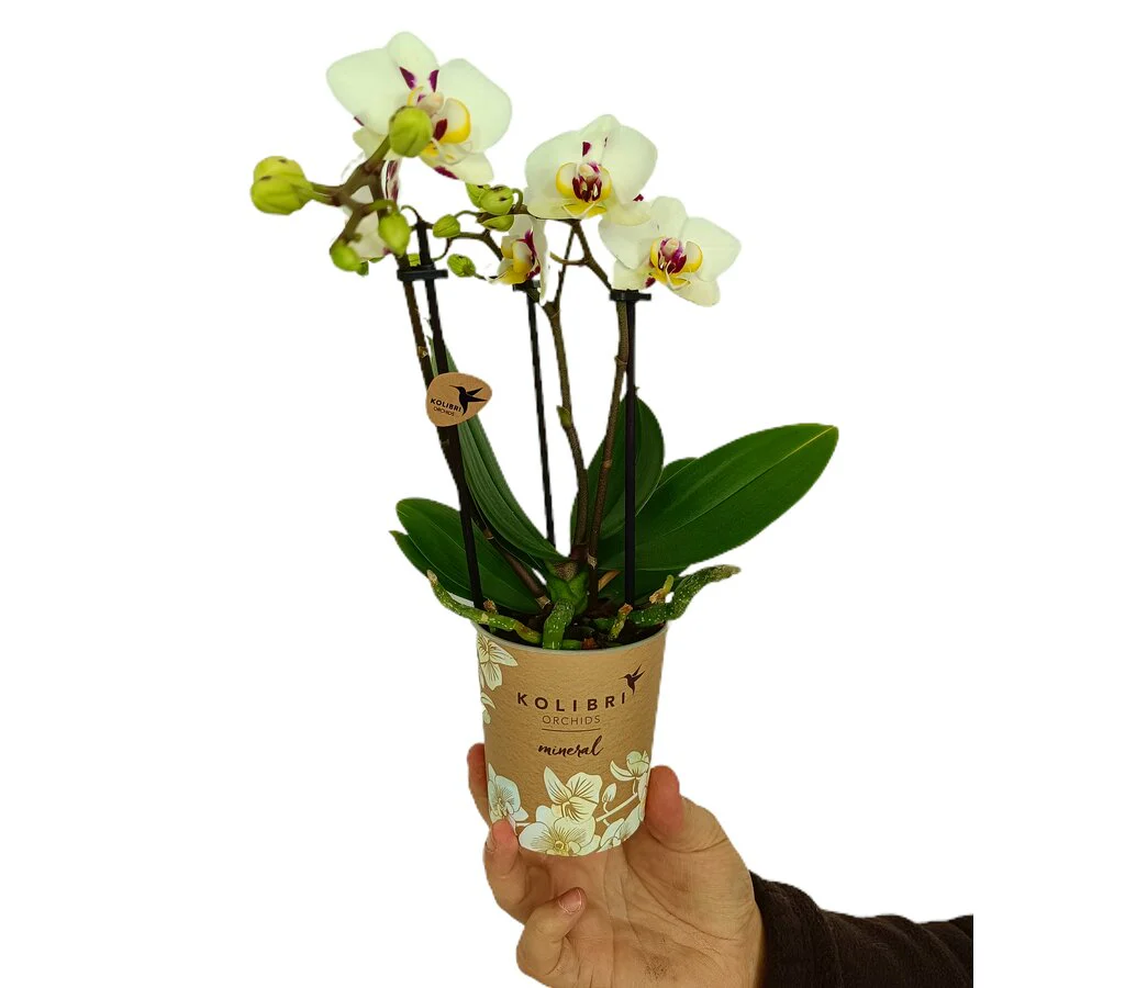 Imagen del producto 2